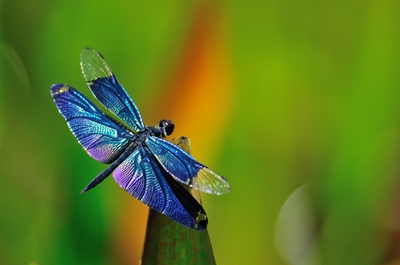 What Do Dragonflies Eat 7 Faqs That You Want To Know About Dragonflies Enkivillage