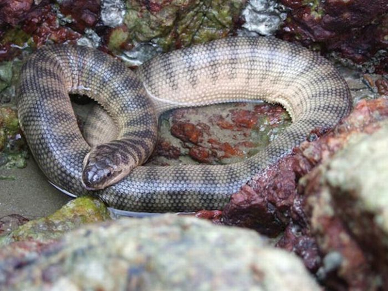 Top 10 Most Venomous Snakes According to Their LD50 EnkiVillage